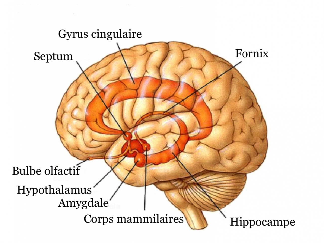 programmes hippocampe
