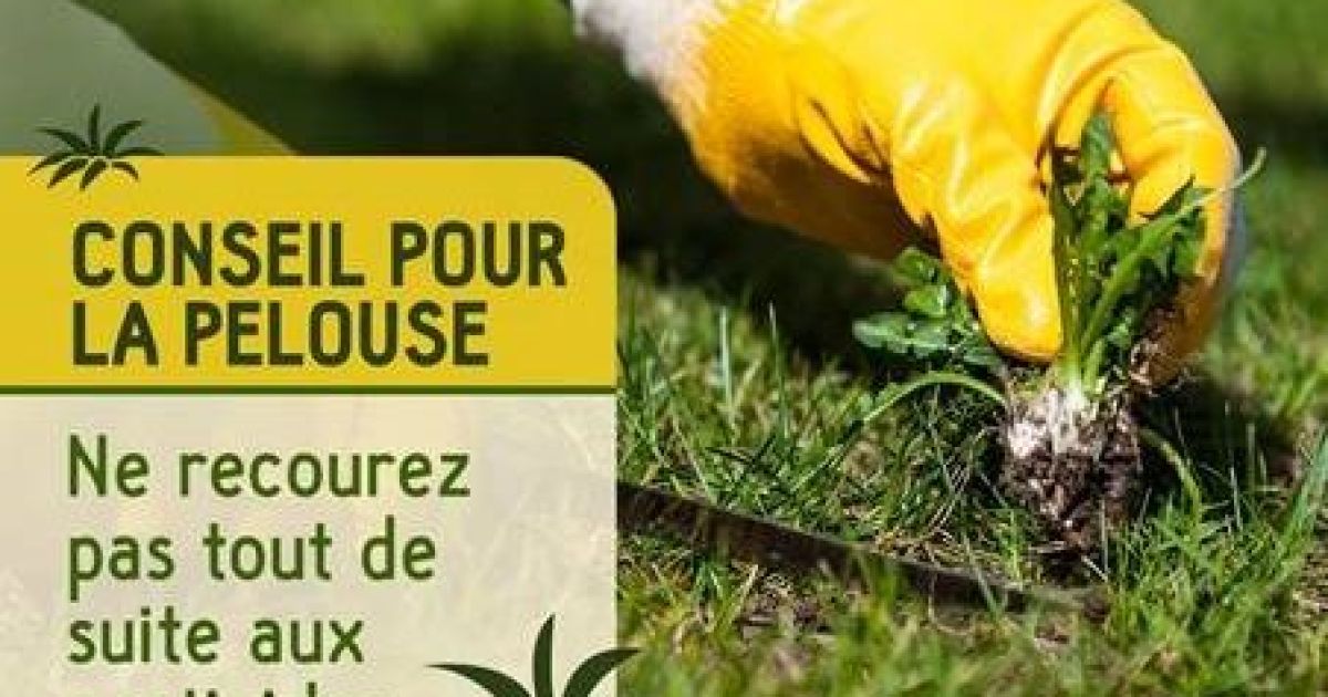 Conseils pour une pelouse saine
