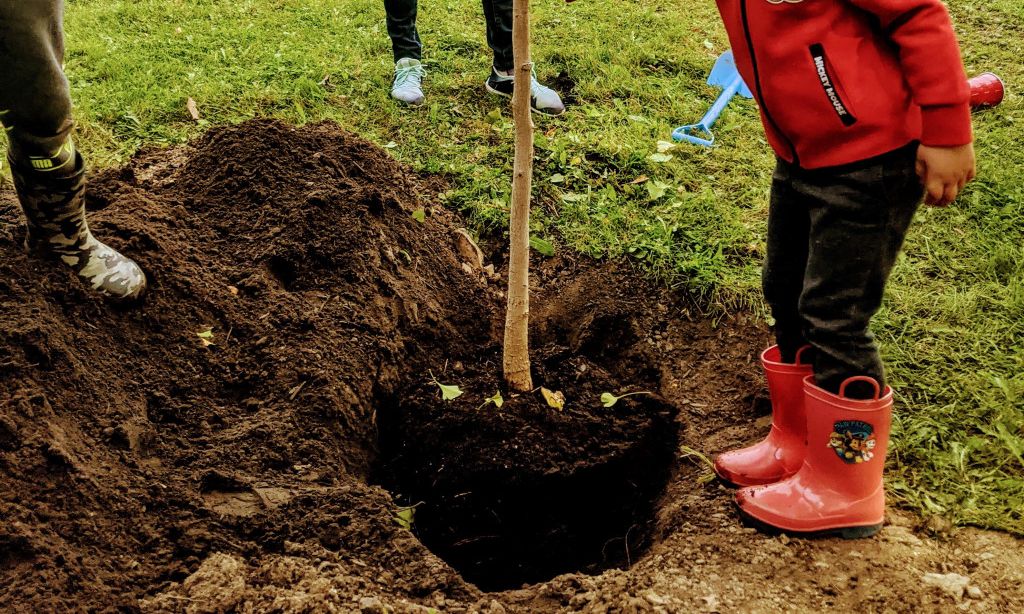 Plantation d'un arbre