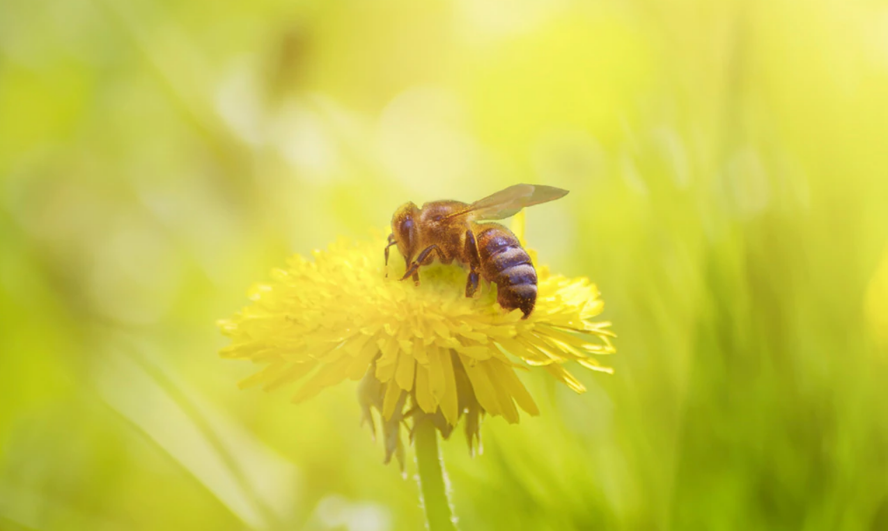 Abeille sur un pissenlit