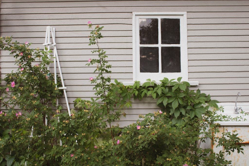 Mauvaises herbes la maison