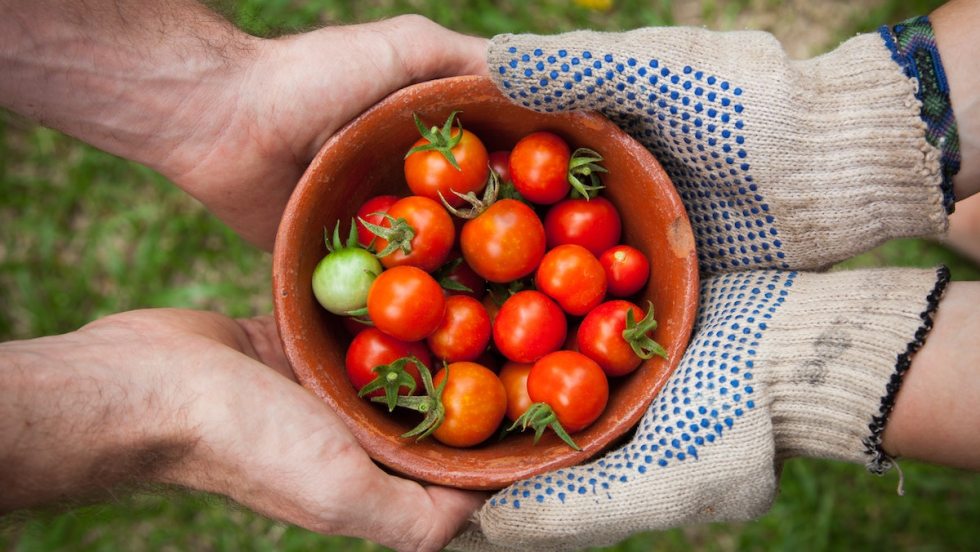 Et si on faisait pousser nos tomates pour plus d'autonomie alimentaire?