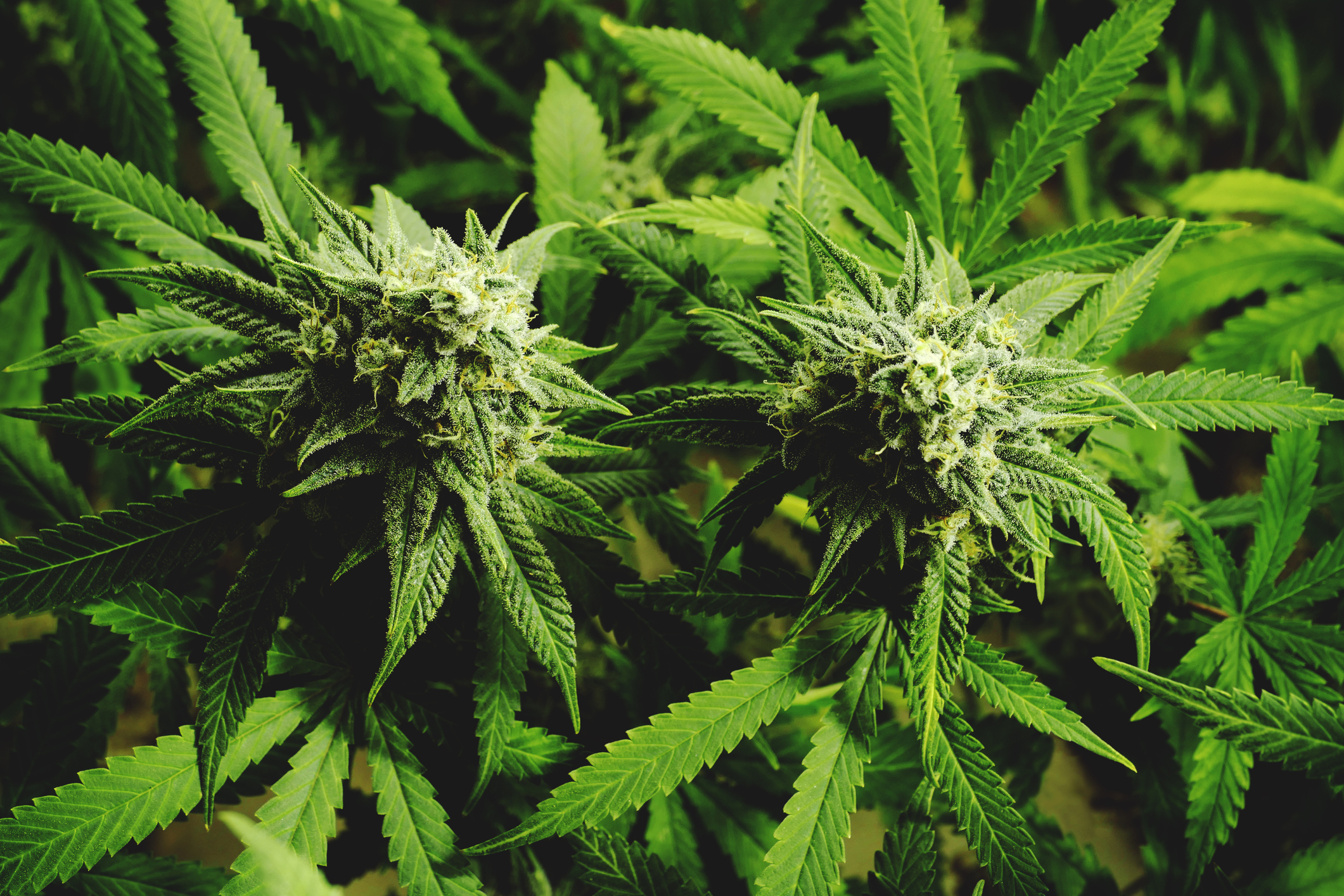 Cannabis