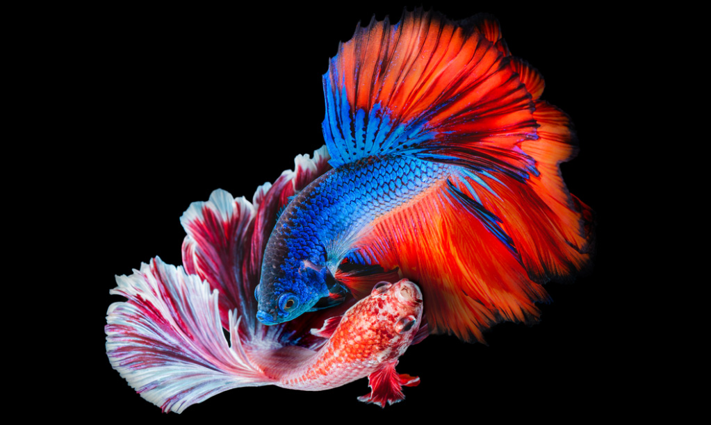 La force des télévisions OLED? Leurs noirs des plus profonds et leur contraste impressionnant. Contraste téléviseur OLED