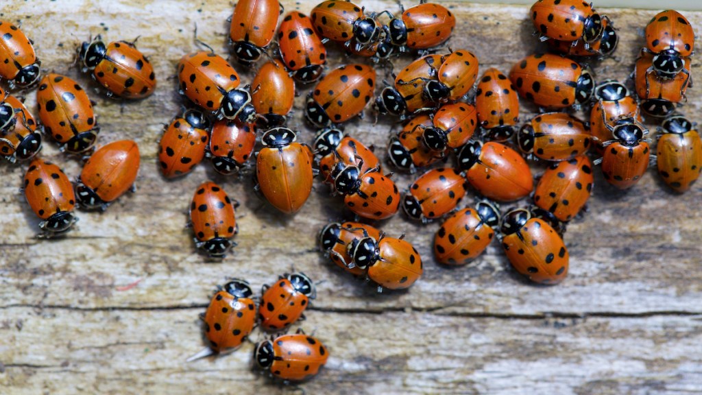Plus les automnes sont chauds, plus il y a de coccinelles