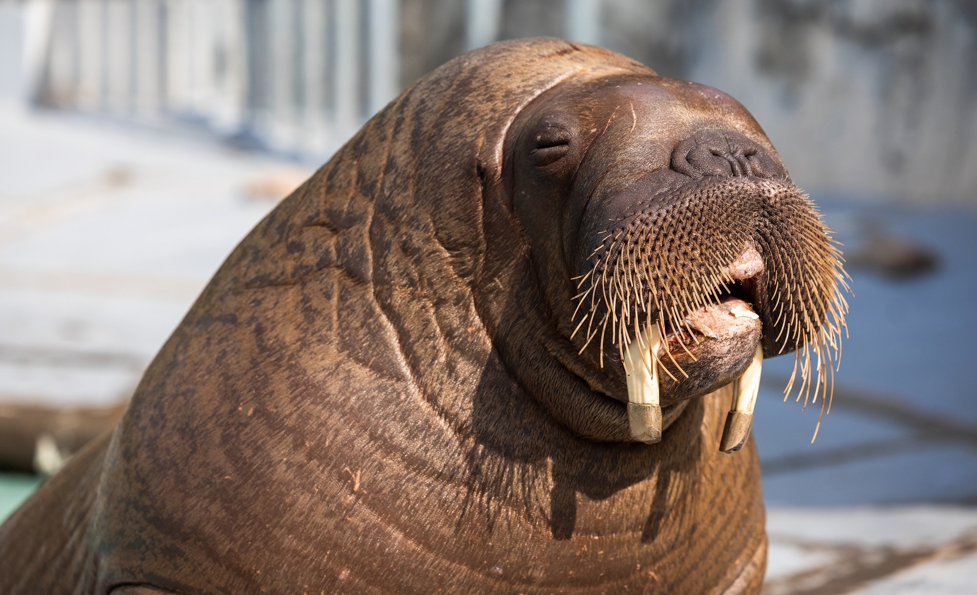 Morse Balzak Aquarium du Québec