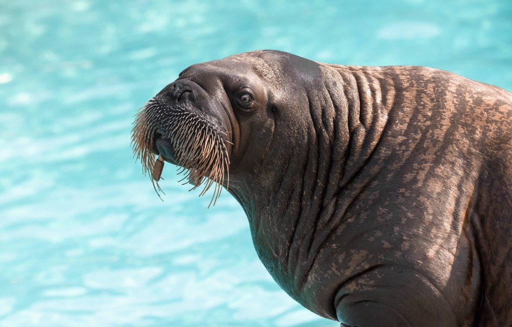 Morse Lakina Aquarium du Québec