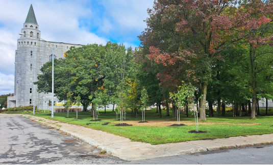 Plantation d'arbres campus Université Laval