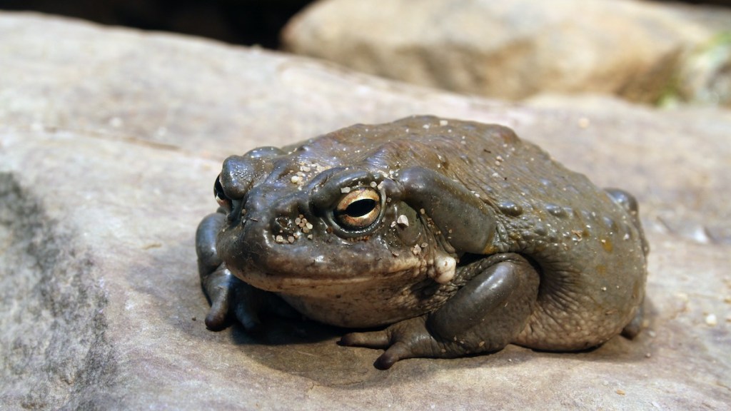 crapaud des rivières du Colorado