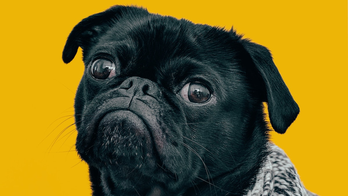 Chien hypoallergénique