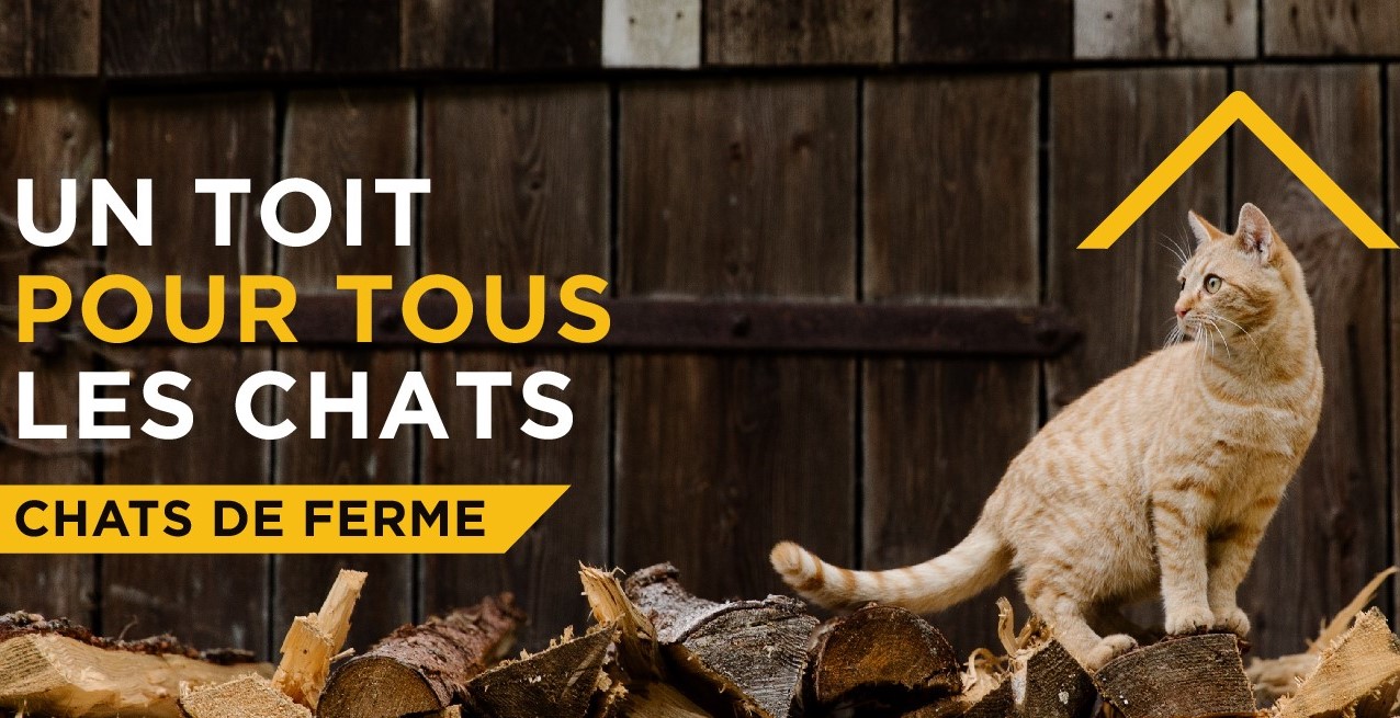 Programme chats de ferme SPA de Qu&eacute;bec