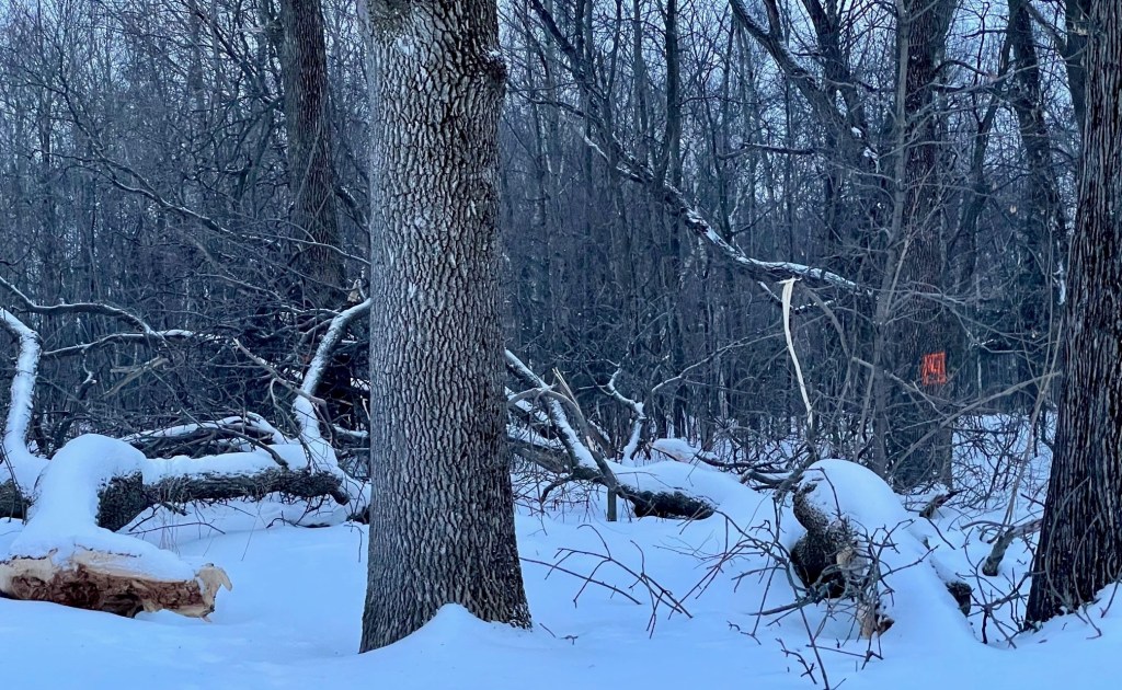 Coupe frênes parc Robitaille