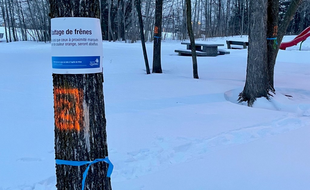 Coupe frênes parc Robitaille