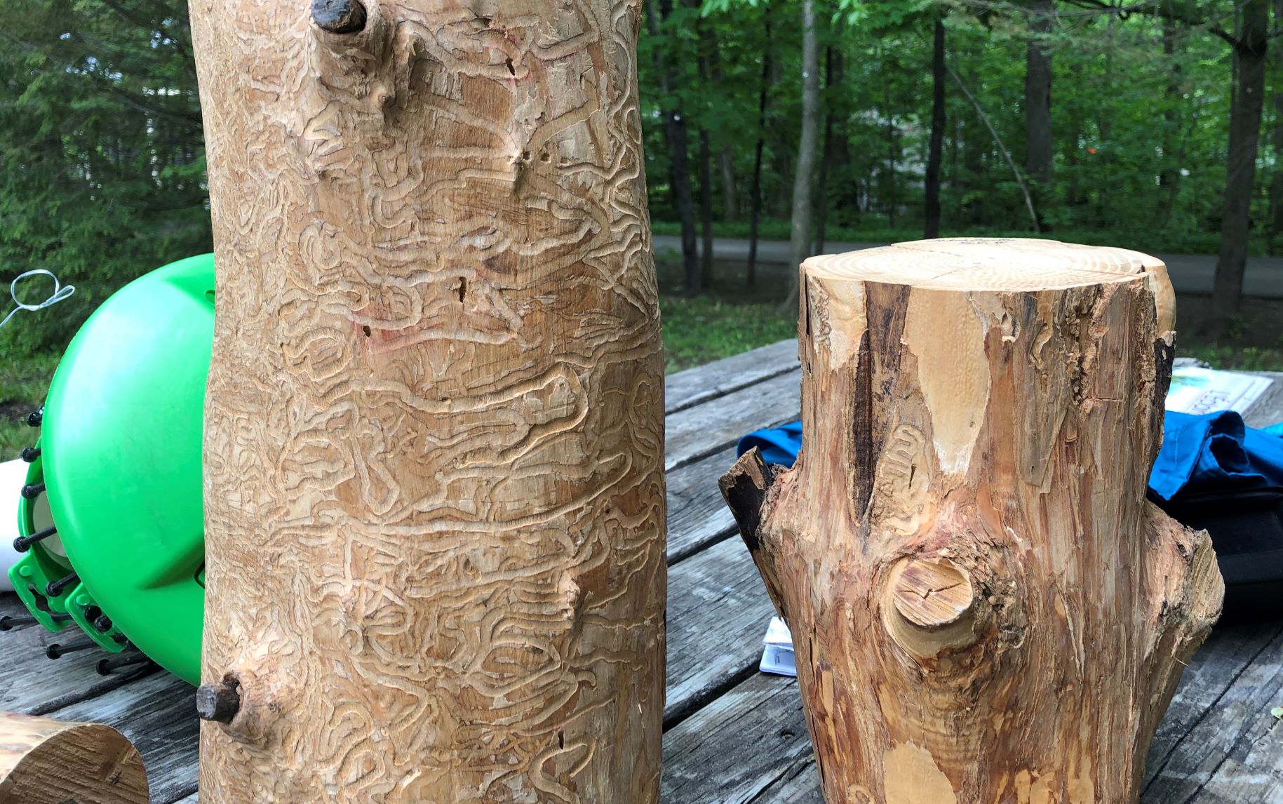 Ravage agrile du frêne