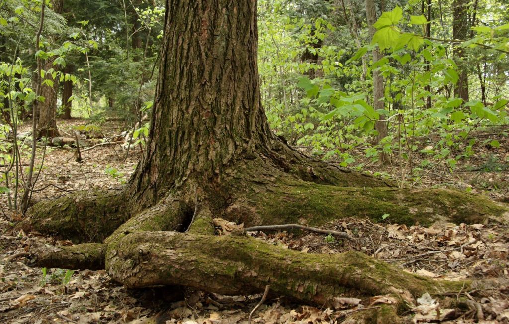 Épinette rouge boisé Neilson