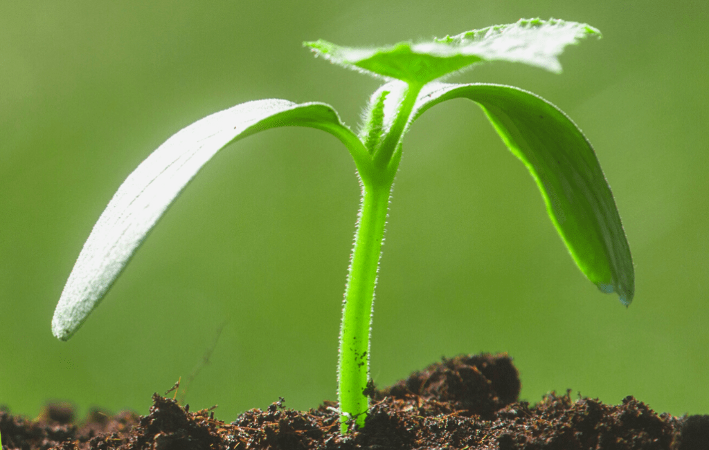 Fête des semences UL 2023