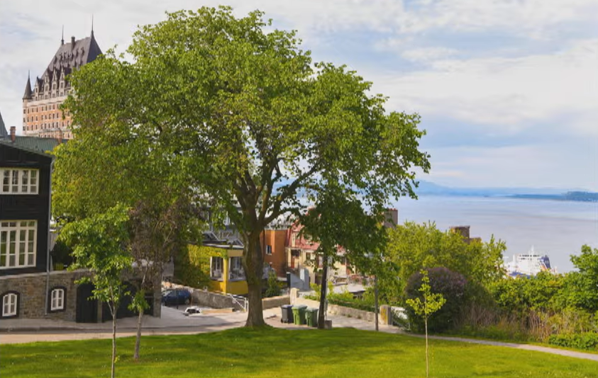 Orme d'Am&eacute;rique &agrave; Qu&eacute;bec