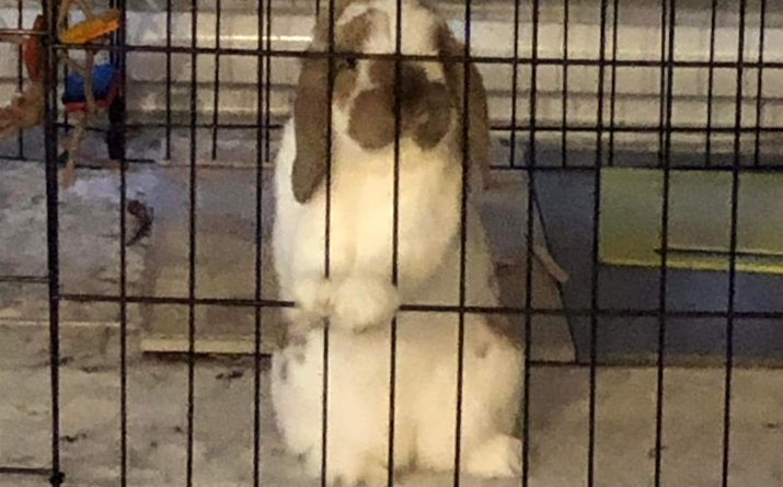 Lapin ALSA