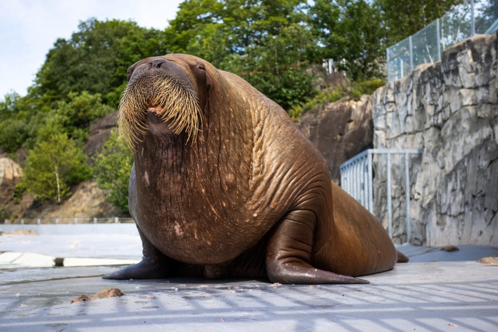 Boris morse Aquarium du Québec