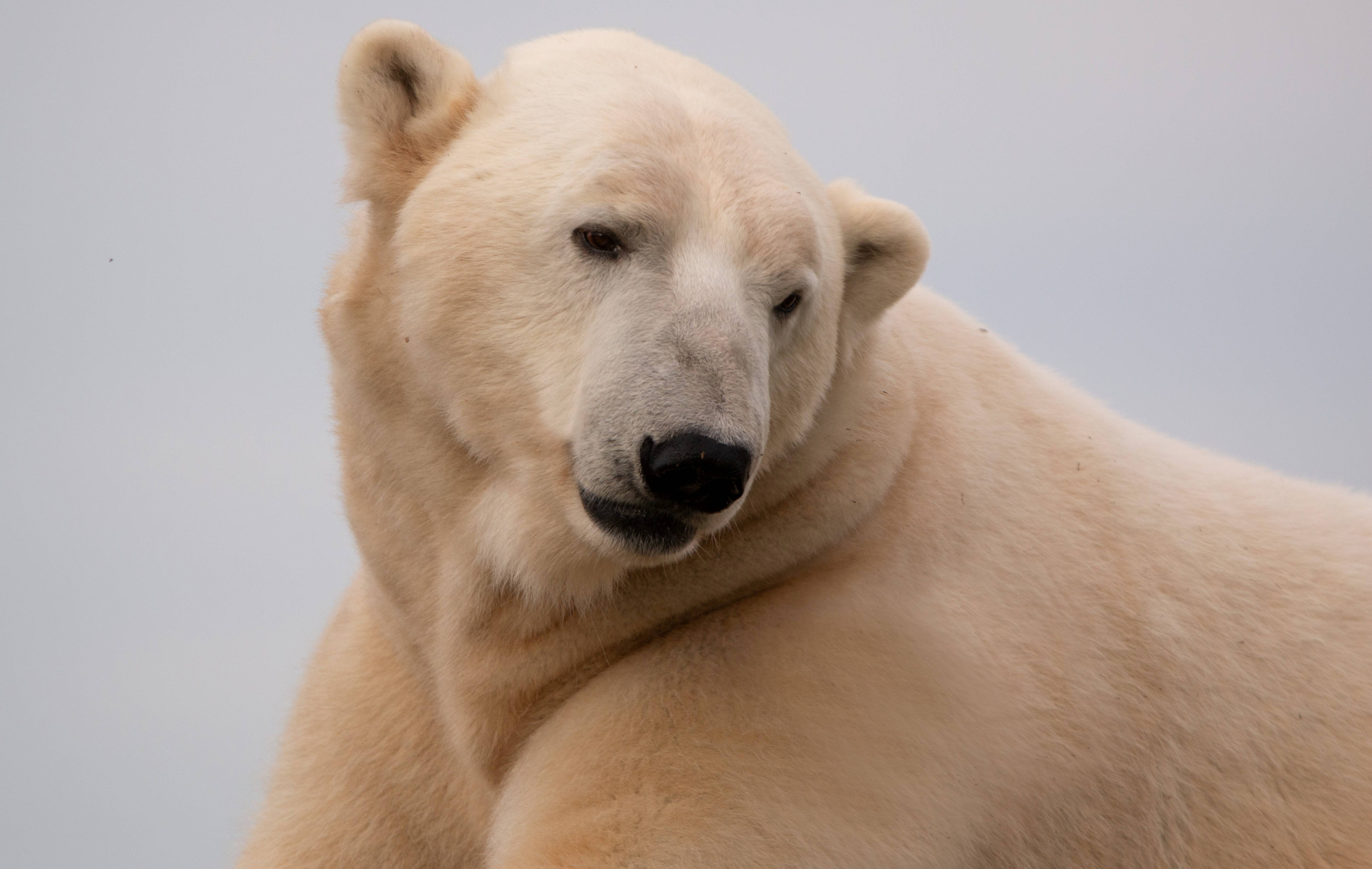 Nouvel ours polaire Humphrey à l'Aquarium du Québec