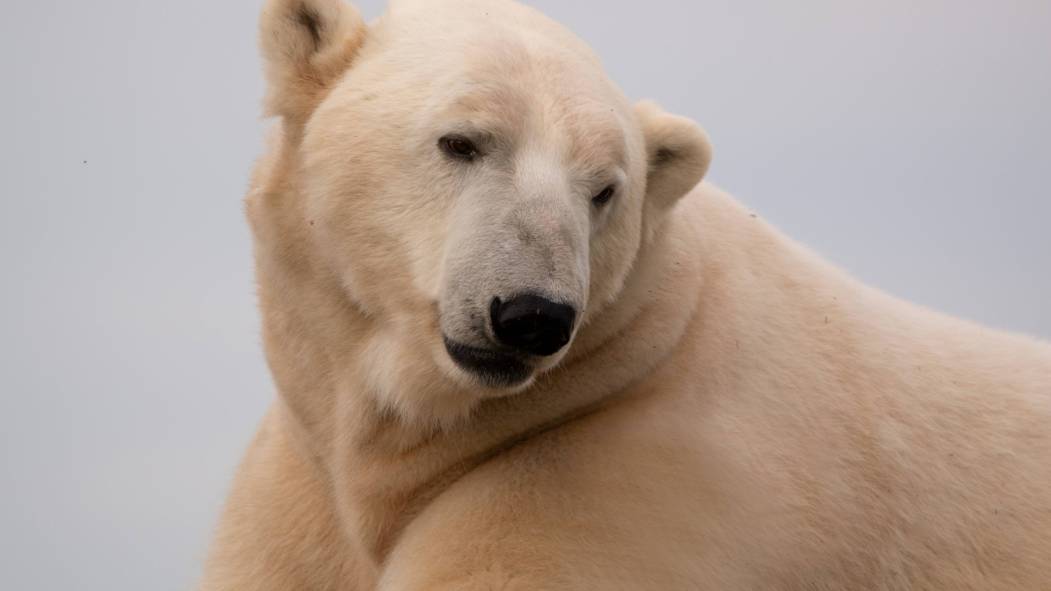 Nouvel ours polaire Humphrey à l'Aquarium du Québec