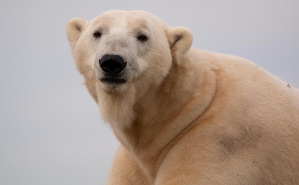 Humphrey nouvel ours polaire à l'Aquarium du Québec