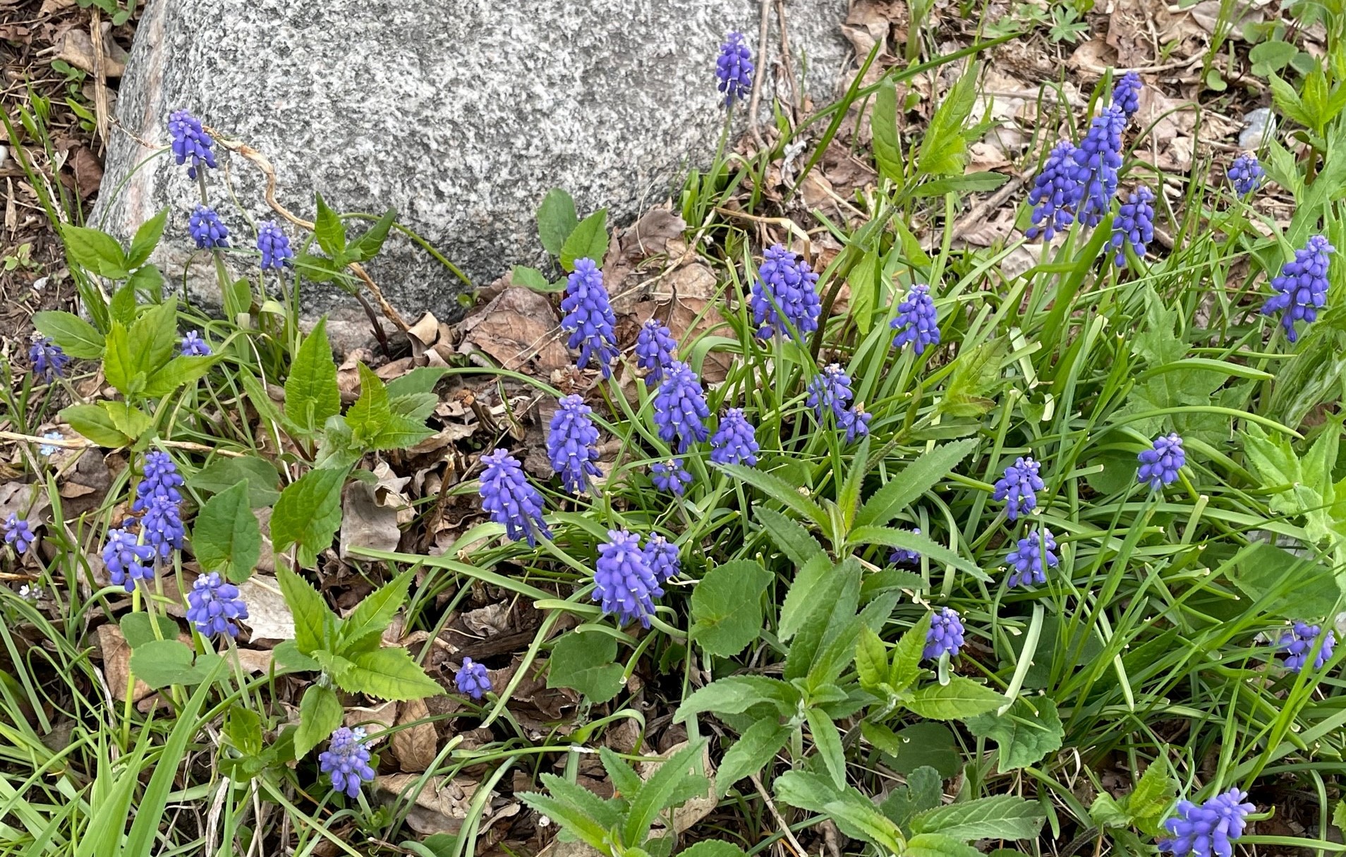 Oasis pollinisateurs au jardin - perce-neige