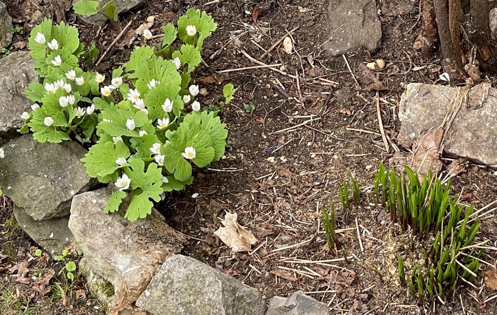 Oasis pollinisateurs au jardin - sanguinaire