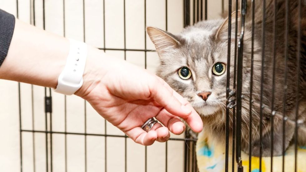 Un chat dans une cage