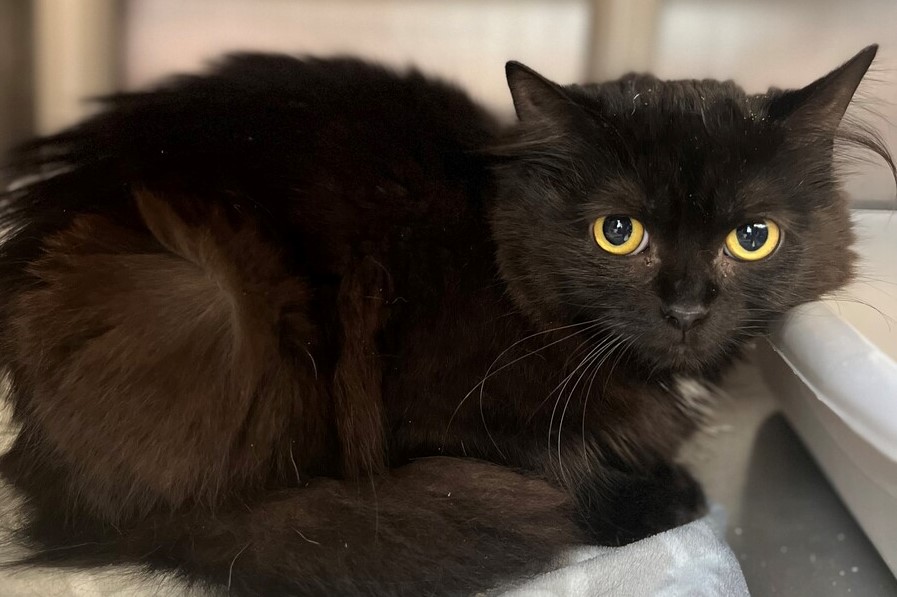 Chat SPA de Qu&eacute;bec