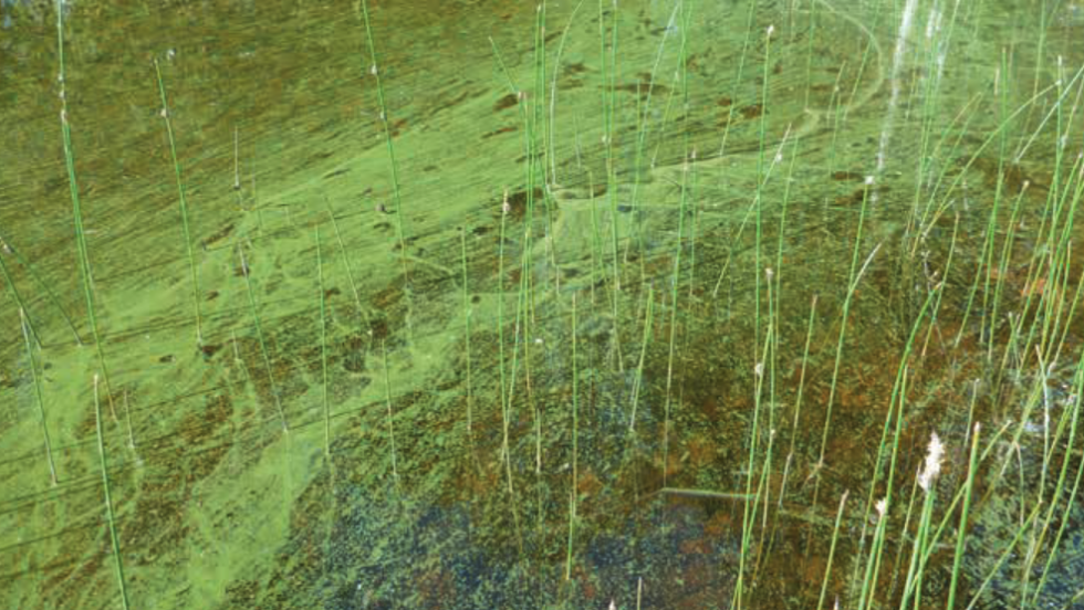 Algues bleues - cyanobactéries MEDD