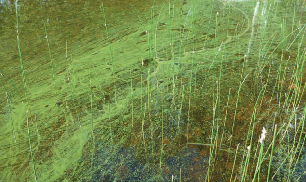 Algues bleues - cyanobactéries MEDD