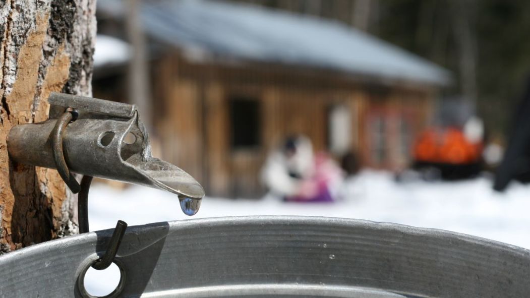 Un sceau collecte l'eau d'érable devant une érablière.
