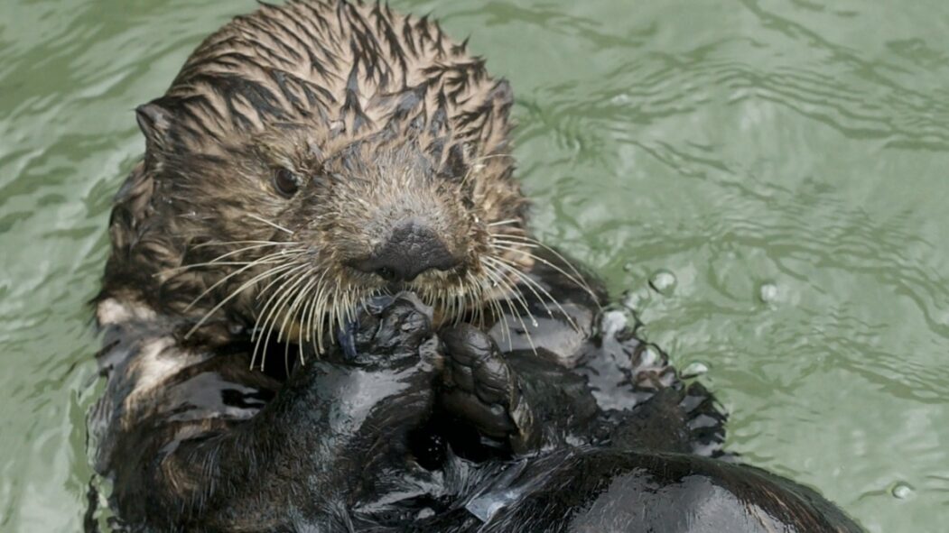 Une loutre de mer se baigne