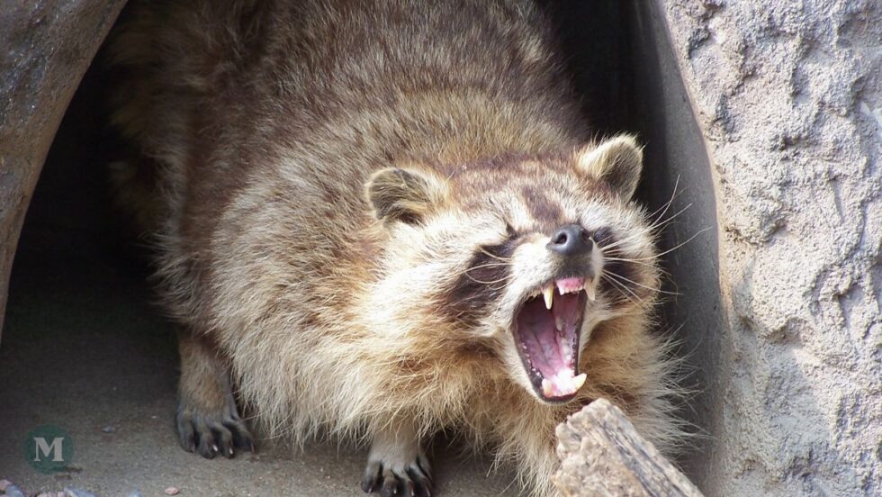 Un raton laveur agressif.