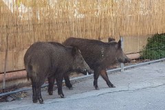Cinghiali su lungomare e spiagge di Genova