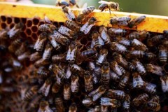 Il caldo sconvolge le api, per miele record negativo da 35 anni